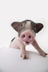 宠物活体 迷你小香猪 公猪一只