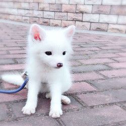 宠物活体 狐狸幼崽 雪狐 小白狐 2个月左右（4-7月份发货）