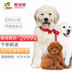 TaoChongBao 宠爱天下 宠物犬 有芯片保险纯血幼犬