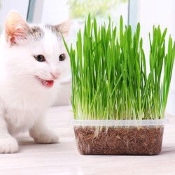 猫草种子薄荷粉猫零食猫咪去毛球猫草天然大麦种植套装猫咪用品