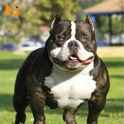 宠道萌 纯种恶霸犬幼犬 母