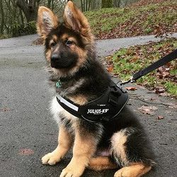 Julius-K9 狗狗牵引绳 黑色 baby2 XS码