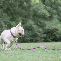 Touchdog 宠物脖圈牵引绳 S号 10款可选