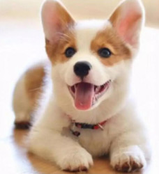 宁宠 柯基犬 小短腿 宠物级 公