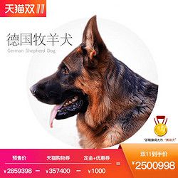 淘宠宝 CSV德赛尔犬舍德国牧羊犬赛级犬冠军直子宠物狗狗活体德牧