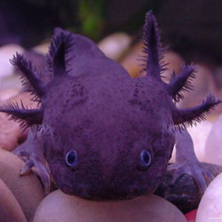 宠物活体 四脚两栖小火龙鱼活体